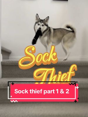 A post by @sapphie_the_pomsky on TikTok caption: Sapphie the sock thief part 1 & 2 🤣🤣🤣 #dogs #dogsoftiktok #funnydog #smartdog #sockthief #funny 