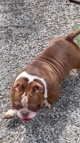 A post by @queencitybullys on TikTok caption: Our little chocolate micro queen  Tootsie Roll 😍🍫🤤🐶  She’s one of our very special girls, so small and compact yet functional #queencitybullys #microbully #exoticbully #puppy #tiktokdogs #americanbully #pocketbully #explore #highlight @Mrs. Carpenter 