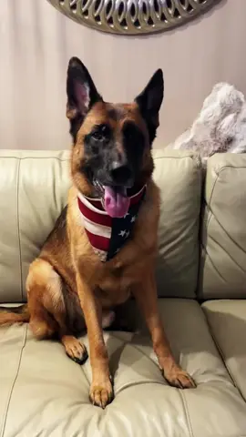A post by @katncash on TikTok caption: I dare you #dogsoftiktok #germanshepherd #funnydog #parati 