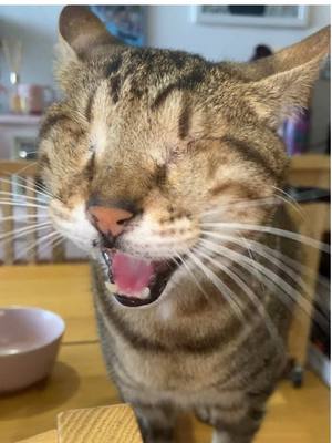 A post by @blind_cat_dmitri on TikTok caption: What do you think he’s saying? 🤔🩷 #blindcat #meow 