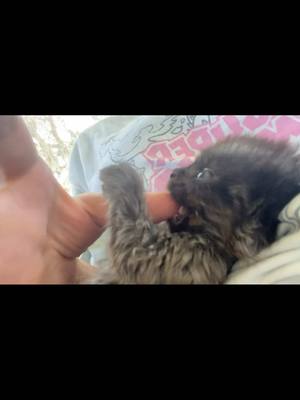 A post by @ragstorichesanimalrescu on TikTok caption: Burnt Wisp aka Crisp is starting to be a kitten! Peep the leftover slurry on his face #fyp #foryou #foryoupage #rescue #rescuekitten #kitten #kittens #follow #followus #rescuecat #rescuekittenoftiktok #wisp #kittenlove #staystinky