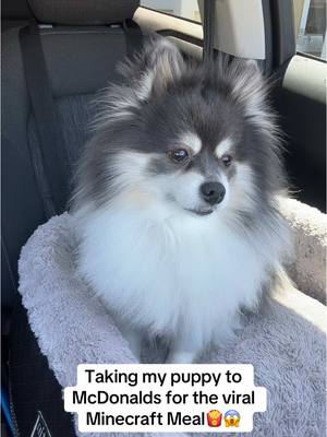 A post by @scout2015 on TikTok caption: I feel SO bad😭💔…Part 2?!😱‼️ #minecraft #mcdonalds #meal #toy #puppy 