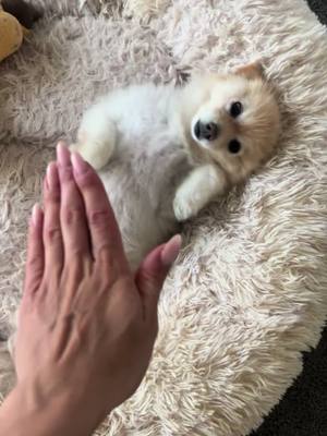 A post by @lifewithadrienne on TikTok caption: Spend the day with me on my sons bday. #vlog #boardingschool #pomeranian 