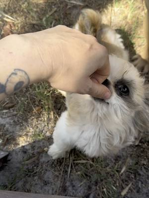 A post by @ragstorichesanimalrescu on TikTok caption: We have made so much progress not being scared of haircuts #puppy #puppylove #puppylover #puppies #puppiesofinstagram #pup #dog #dogsofinstagram #doglifestyle #cute #wisp #wispy #adorable #follow #followus #insta #instagram #staystinky 
