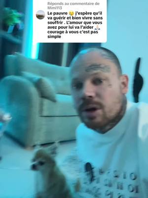 A post by @chichicanos on TikTok caption: Réponse à @Mimi113 il est sous haute surveillance ☺️ #chihuahua 