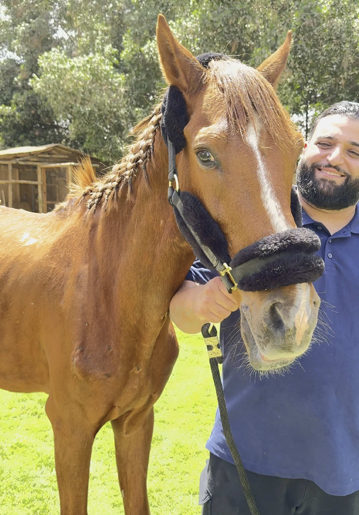 A post by @aliassafari1 on TikTok caption: #rescue #foryoupage #aninals #help #love #nevergiveup #viral #horse #alisafari #cute 
