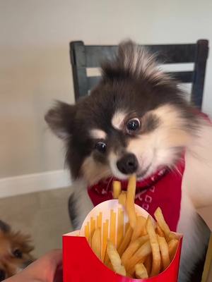 A post by @scout2015 on TikTok caption: Why she snatch it like that?!😭#puppy #mcdonald #minecraft #meal #fyp 