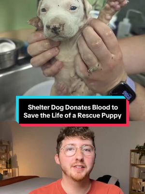 A post by @weratedogs on TikTok caption: his hero certificate 😭 15/10 @Louisiana SPCA #weratedogs 