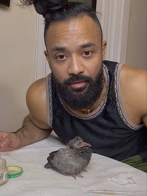 A post by @princezee on TikTok caption: i found a baby pigeon and took it home