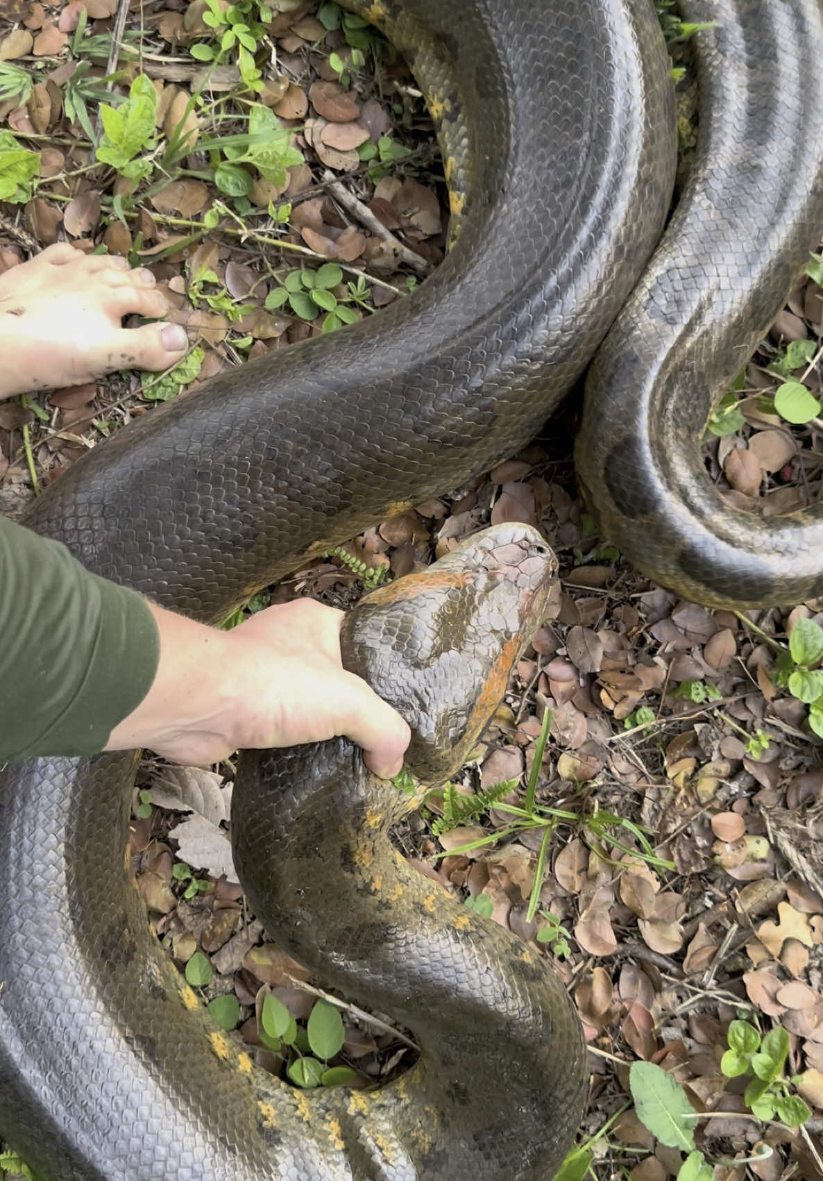 A post by @fishingarrett on TikTok caption: I yoinked a giant anaconda! #anaconda#wildlife#viralvideo#funny#educational#conservation#professional#yoink#fyp#colombia#animals#crocodile#foryoupage#snakes#funny#nature 