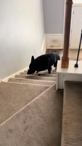 A post by @k9_mattis on TikTok caption: My puppy