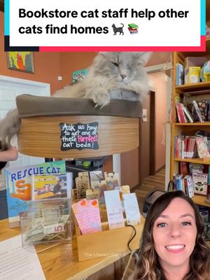 A post by @thatgoodnewsgirl on TikTok caption: There’s a cat-run bookstore in Kansas and the staff takes their jobs very seriously. 🐈 Hank, Scarlett Toe’Hara, and Mike Meowski are the store’s Regional Manager, Assistant to the Regional Manager, and Assistant to the Assistant to the Regional Manager. 👔 They spend their days overseeing operations at The Literary Cat Co., a cozy cat lounge–bookstore combo where adoptable kitties roam free. 📚 Since opening in late 2023, they’ve helped 31 “temporary catployees” find forever homes, and they’re just getting started. 🐈‍⬛ See more: @Literary Cat Co 🐱  📸 Jennifer Mowdy / The Literary Cat Co #cats #books #bookstorecats #cat #librarycat #catadoption #rescuecat #kitten #booksandcats #BookTok #goodnews #animals