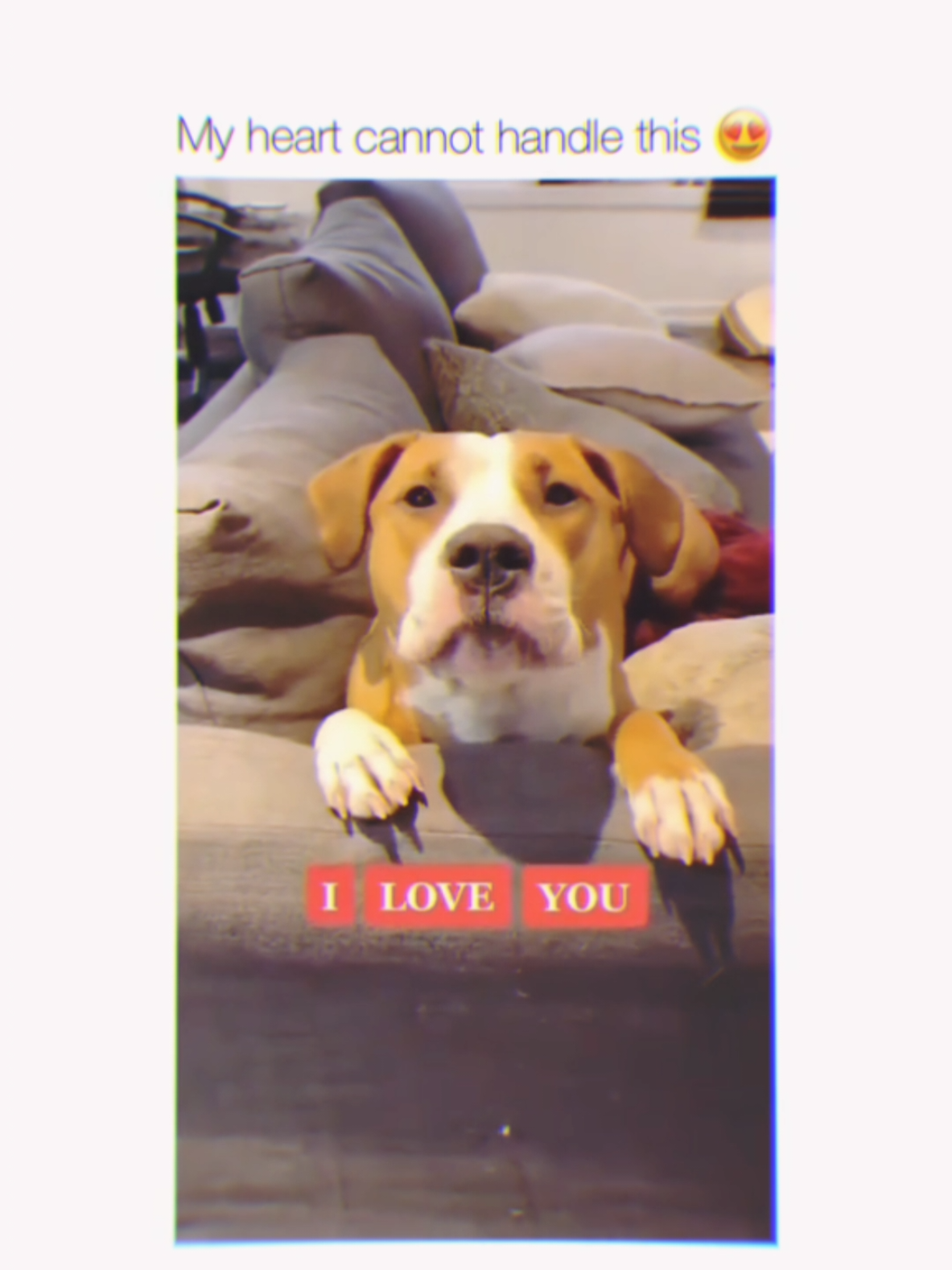 A post by @cutedogsonline on TikTok caption: Funny dogs  🐕 😄 #dog #dogs .