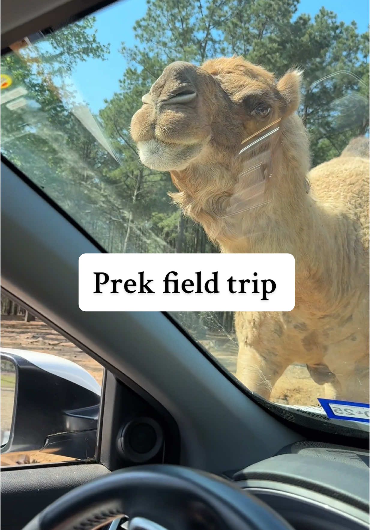 A post by @kaydee_kelly on TikTok caption: Evs prek field trip to the drive thru safari! 🦓🐐🐪 The end Cullin gets chomped at!  #fieldtrip #dayinthelife #drivethrusafari #safari #kids #prek #mama #family #springtime #camel #ostrich 