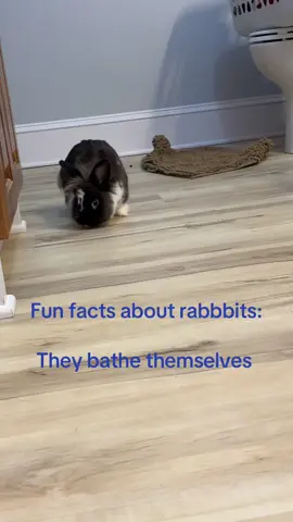 A post by @krista.1992 on TikTok caption: 🐰 #bunnytok #rabbitsoftiktok #foryou #rabbitcare #houserabbit 