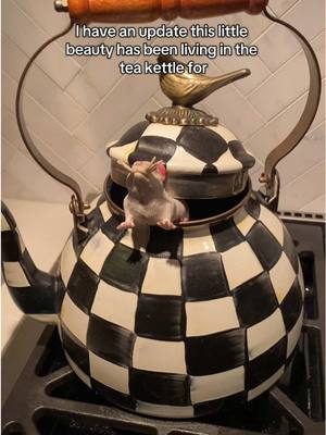A post by @xo_pennypink on TikTok caption: Rats! #prank #motherdaughter #Halloween #rats  