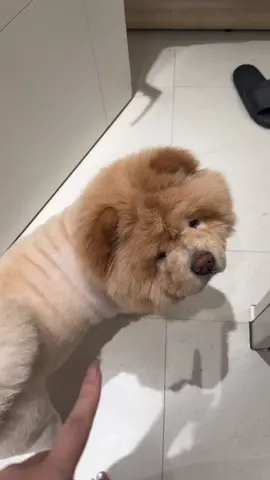 A post by @han716__ on TikTok caption: 他應該是沙皮狗吧？？跑錯品種了 #鬆獅丹丹 #鬆獅犬 