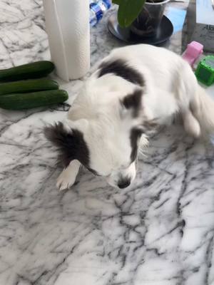 A post by @chichicanos on TikTok caption: Réponse à @Seamusfi la famille chihuahua #teamchichicanos #chihuahua 