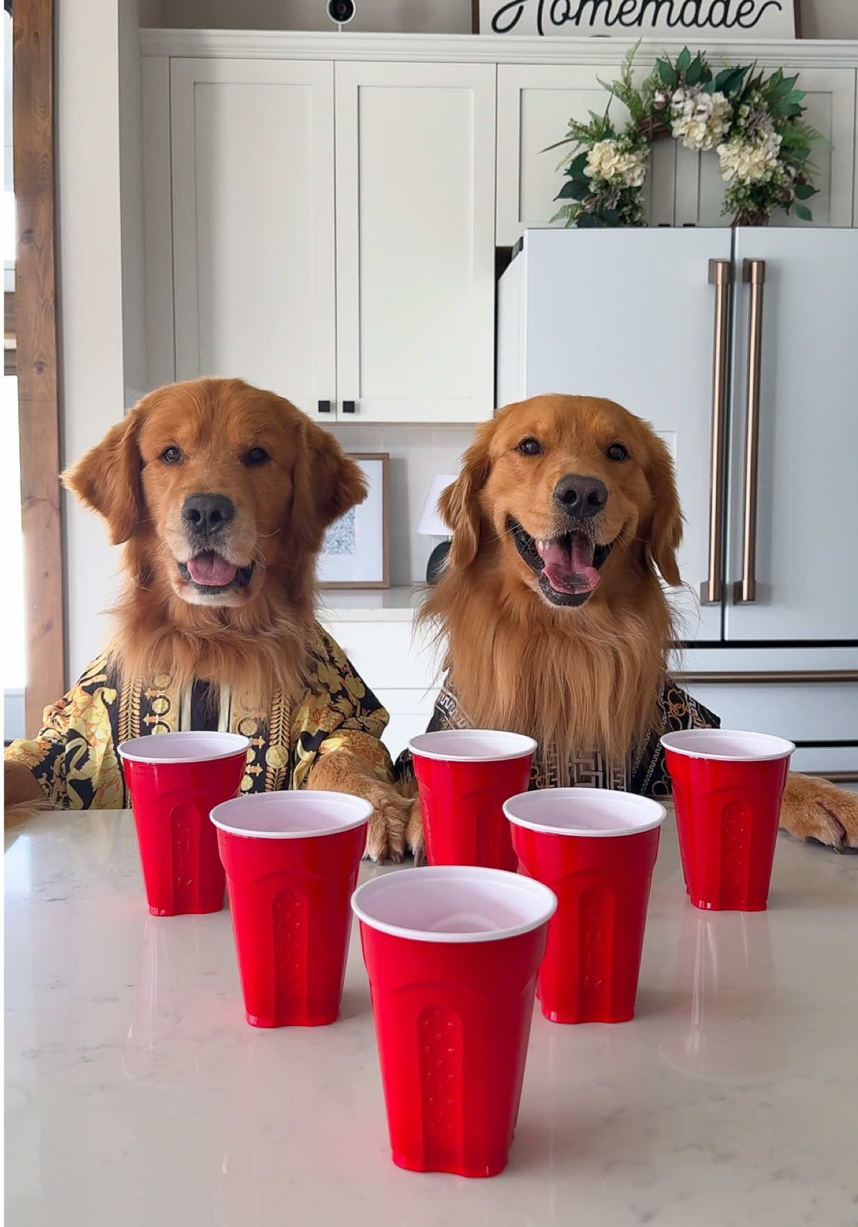 A post by @tuckerbudzyn on TikTok caption: When your parents leave the house… #goldenretriever #dogsoftiktok 