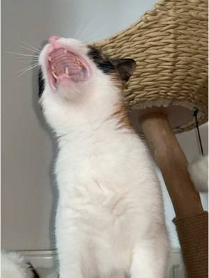 A post by @blind_cat_dmitri on TikTok caption: She cannot see, but she can sing 🎵 #blindcat #meow 