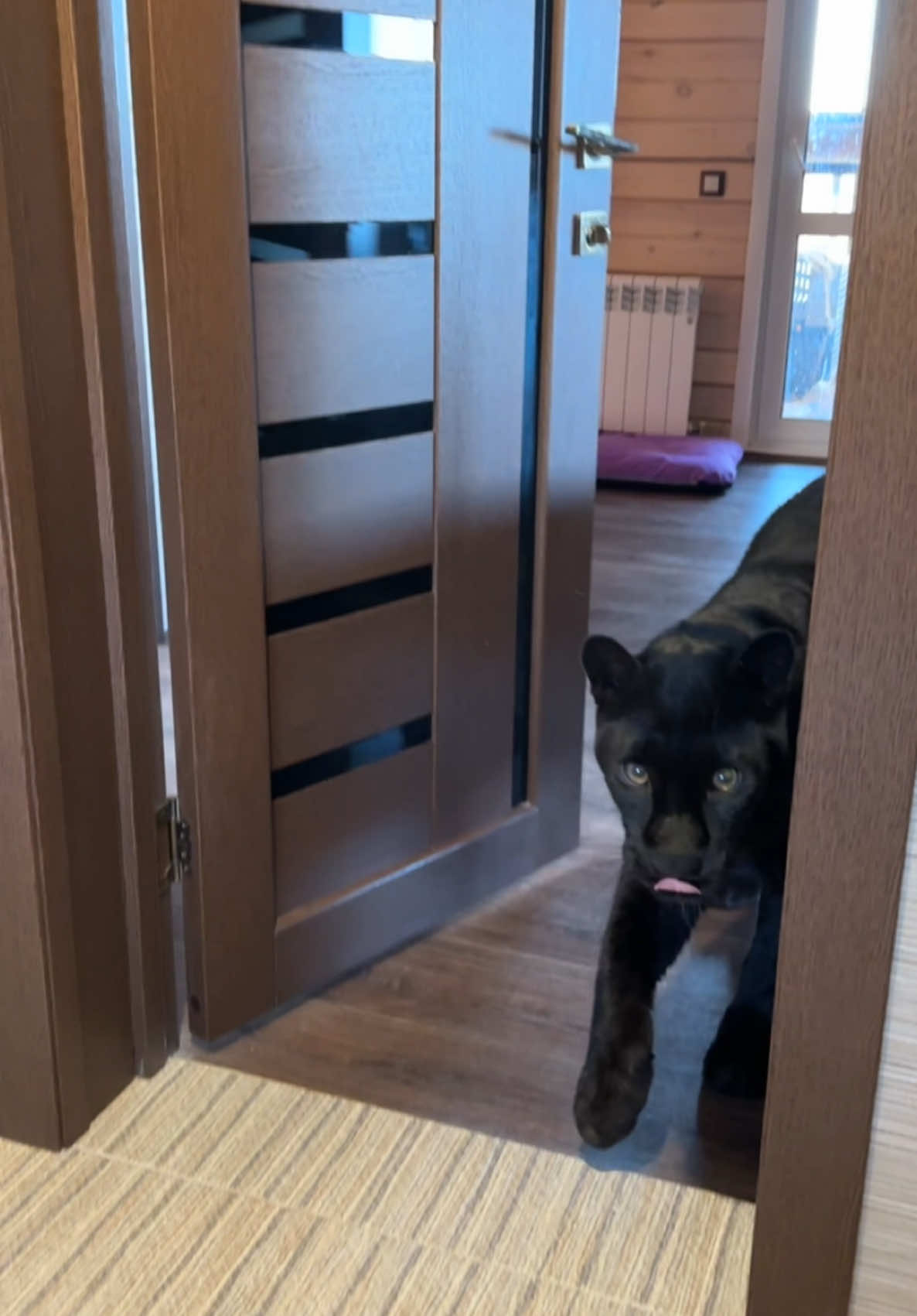 A post by @luna_the_pantera on TikTok caption: Privacy? No, no, no if you have a cat 