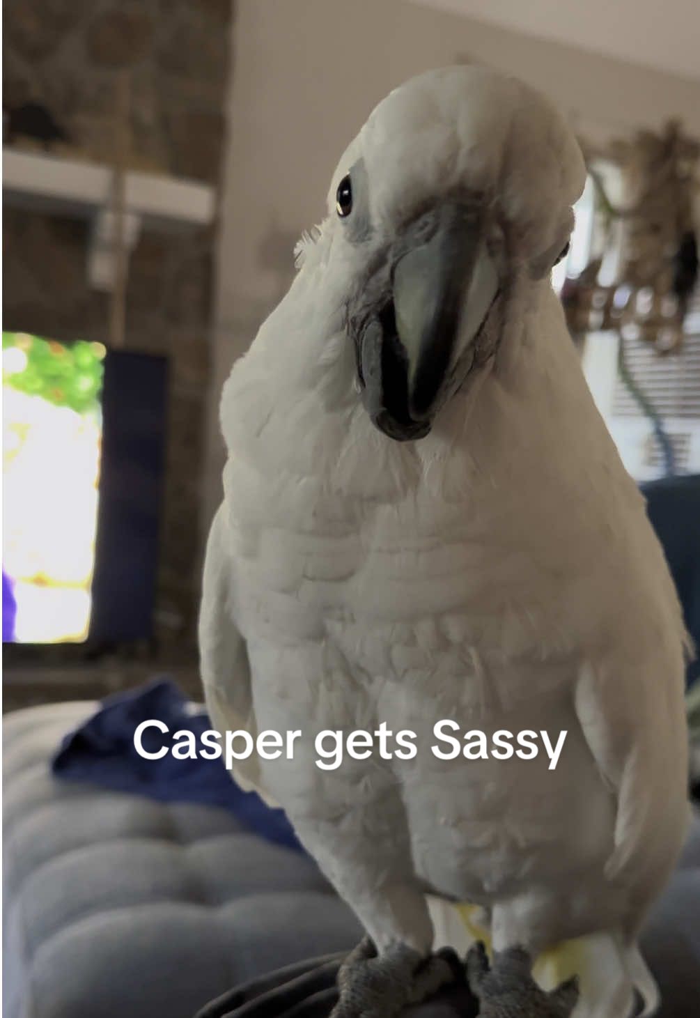 A post by @my_flying_fids on TikTok caption: She was just as upset as I was 🤣 #casperthetoo #myflyingfids #parrotsoftiktok #comedy 