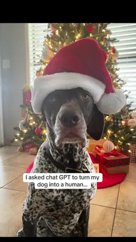 A post by @wyattthegsp on TikTok caption: Is Wyatt the next Buddy The Elf? #wyattthegsp #foryoupage #fyp #chatgpt 