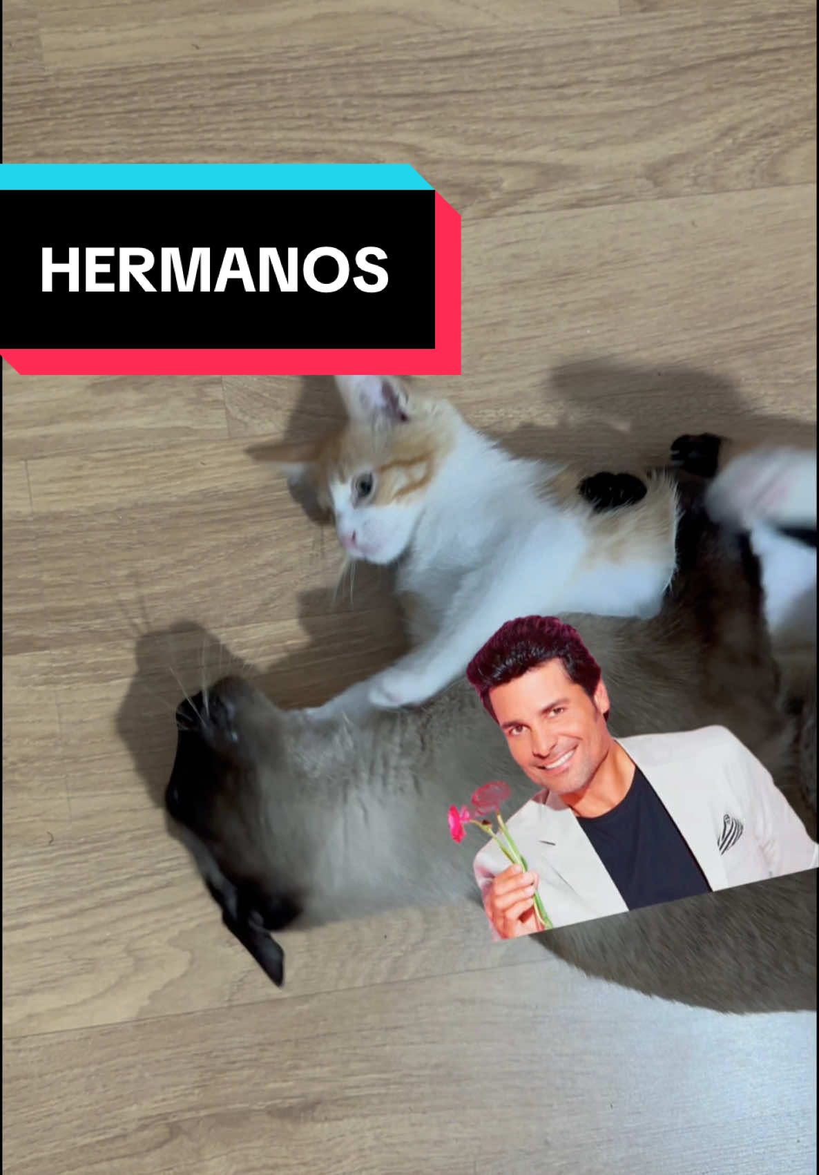 A post by @huronarolera on TikTok caption: Y se hizo realidad 🥲🥲✨✨✨ #gato #gatos #cats #animals #funny #kittycat #kitty