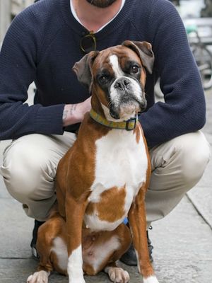 A post by @doggodaiily on TikTok caption: Indy❤️🥰 @Luca Cena  , #caniditorino #boxer 