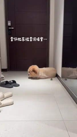 A post by @han716__ on TikTok caption: 沒聽眾嗎？那就唱給狗聽吧
