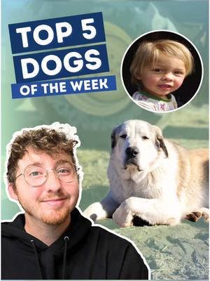 A post by @weratedogs on TikTok caption: Top 5 Dogs of the Week! 5. @gelsa  4. @Leila the Chocolate Chunk  3. @Miss Mary Mac  2. @SantaTheWolfhound  H.M. @Sploot Veterinary Care  1. @nbcnews  #weratedogs