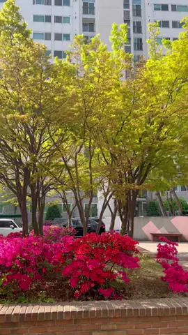 A post by @yeom7_17 on TikTok caption: #nature 