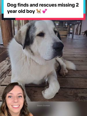 A post by @thatgoodnewsgirl on TikTok caption: He found him, protected him, AND led him to safety. 💜  A 2-year-old’s family experienced a nightmare when their child went missing, and rescue teams were unable to locate him overnight. 💔  But the next morning, he was found in the front of a local ranch house, led there by a 160lb Anatolian-Pyrenees mix named Buford. 🐕  The boy was in relatively good condition, just a little hungry and dehydrated with a few scrapes. He is now home safe and sound, thanks to Buford. 💕  📸 Dawn Dunton / NBC  #herodog #workingdog #anatolianshepherd #greatpyrenees #dog #dogs #workingdogs #animals #goodnews #pyrenees 