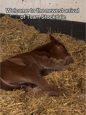 A post by @joe_stockdale on TikTok caption: Life at 12 hours old 🐴 Our new little filly by Ebanking x Corloti (out of Corlato) - any name suggestions are welcome! 😄 