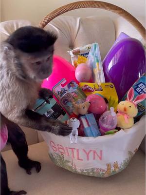 A post by @lifewithgaitlyn on TikTok caption: Happy Easter!!🐣🐇🐰 #gaitlynrae 