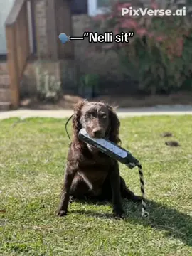A post by @bolinsky_ on TikTok caption: SIT #foryoupage #dawg 