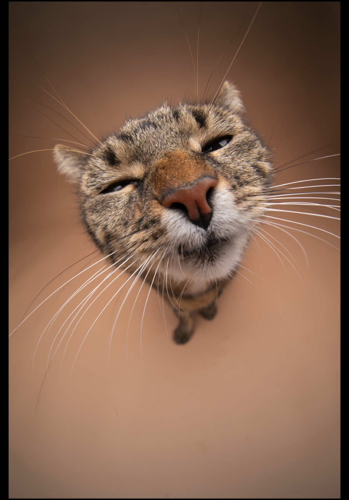 A post by @furryfritz on TikTok caption: Which shot is your favorite? 📸😸 #furryfritz #catographer #cats #funnycats #catphotography #cutecats #fisheye #cat 