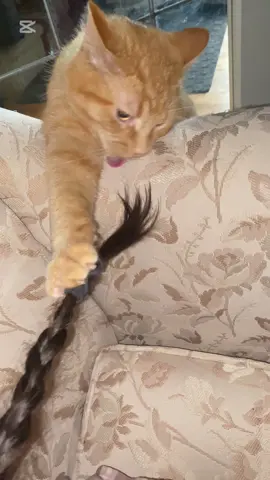 A post by @ketoxoxo1 on TikTok caption: Kitty got braid #foru #fypシ゚ #fyp 