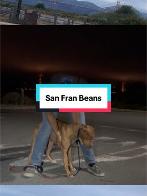 A post by @nashandkash on TikTok caption: road trips with beans > #nashandkash 