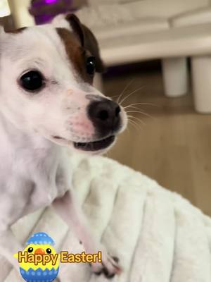 A post by @melissaksims on TikTok caption: #happyeaster #jrt #fypシ゚viral #puddinjack #jackrussell #lovergirl #jackrussellsoftiktok @whiteyy18fan1mill thank you for the crinkle duck!
