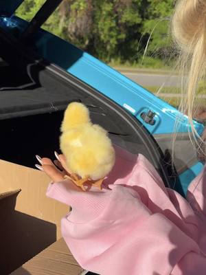A post by @misscarriejune on TikTok caption: Happy Easter 🐥