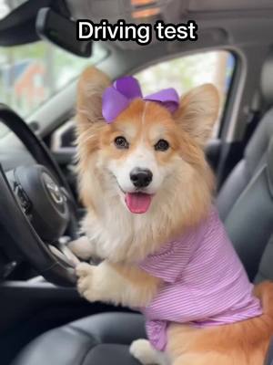 A post by @hammyandolivia on TikTok caption: Clear the roads!