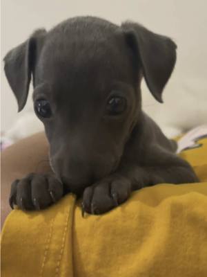 A post by @davikahchannel on TikTok caption: #ใหม่ดาวิกา 