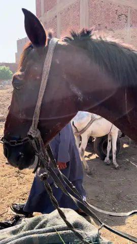 A post by @aliassafari1 on TikTok caption: #rescue #foryoupage #aninals #help #love #nevergiveup #viral #horse 