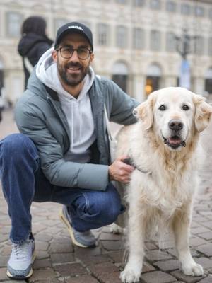 A post by @doggodaiily on TikTok caption: Cosmo ❤️🥰 , #caniditorino #goldenretriever 