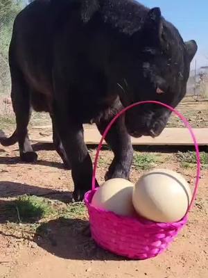 A post by @brittneyandzion on TikTok caption: Happy Easter!