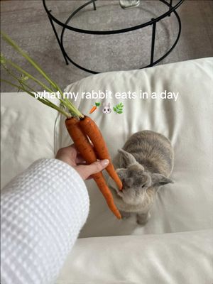 A post by @claudia.harrington on TikTok caption: Happy Easter!🐣 She also has full access to hay and pellets allll day. Everything is given to her in moderation and always consult with your vet before feeding your rabbit something new❤️ #rabbits #hollandlop #whatieatinaday #privatechef #rabbitvideos #easter #easterbunny #boston #bostoninfluencer #carrots #asmr 