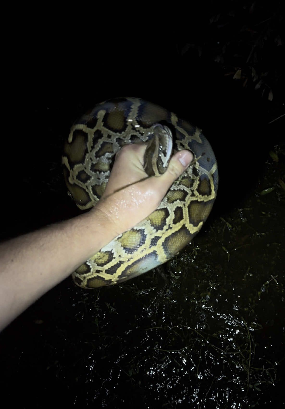 A post by @fishingarrett on TikTok caption: Looking for a 20 foot python #wildlife#viralvideo#funny#educational#conservation#professional#yoink#snakes#alligator#foryoupage#fyp#everglades#florida#night#adventure