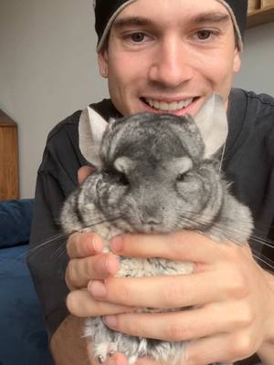 A post by @leonleiden on TikTok caption: Les presento a mis chinchillas 