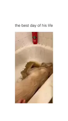 A post by @cutedogsonline on TikTok caption: Funny dogs  🐕 😄 #dog #dogs .